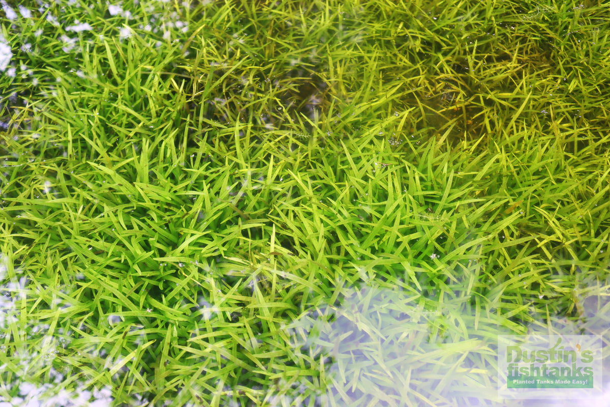 Live Dwarf Sagittaria Aquarium Plant product image 26