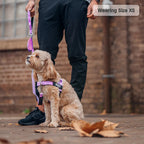 Adjustable Grab-Handle Dog Harness product image 19