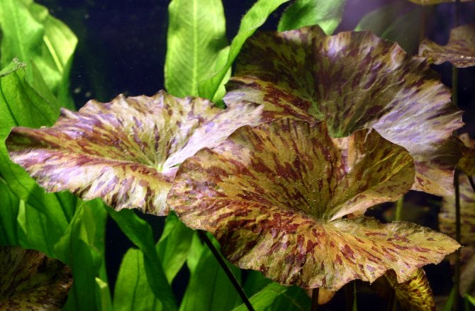 Live Tiger Lotus Aquarium Bulb product image 4