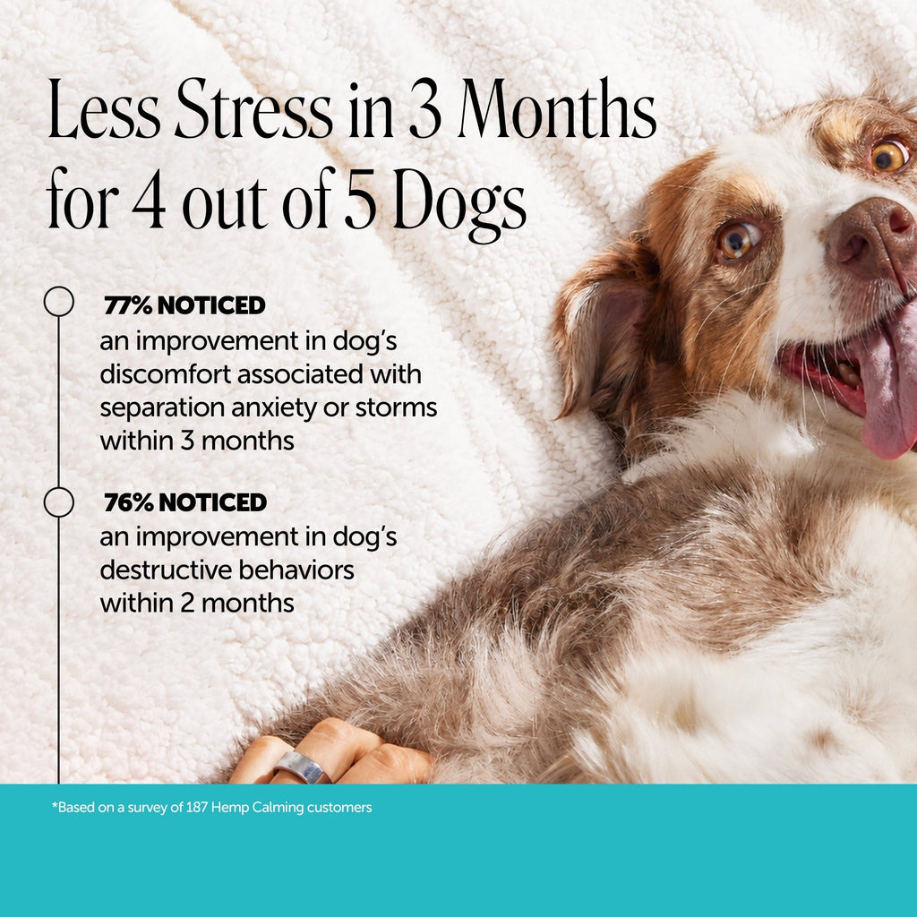 Hemp Calming Soft Chews for Dogs product image 3
