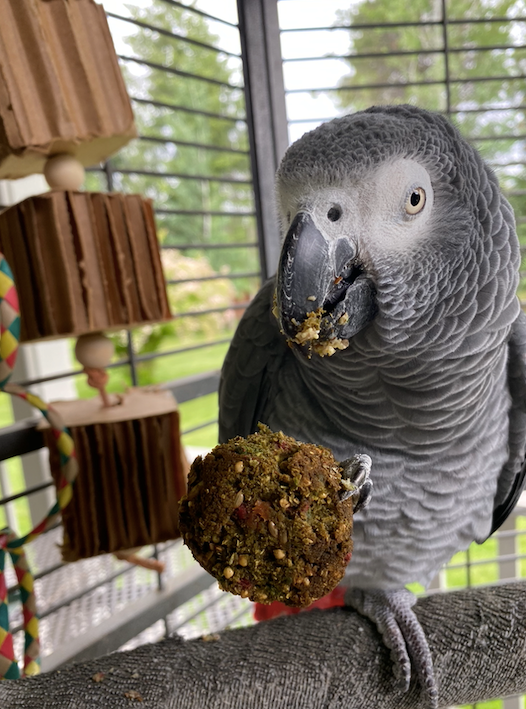 Parrot Birdie Bread Mix Bundle product image 20
