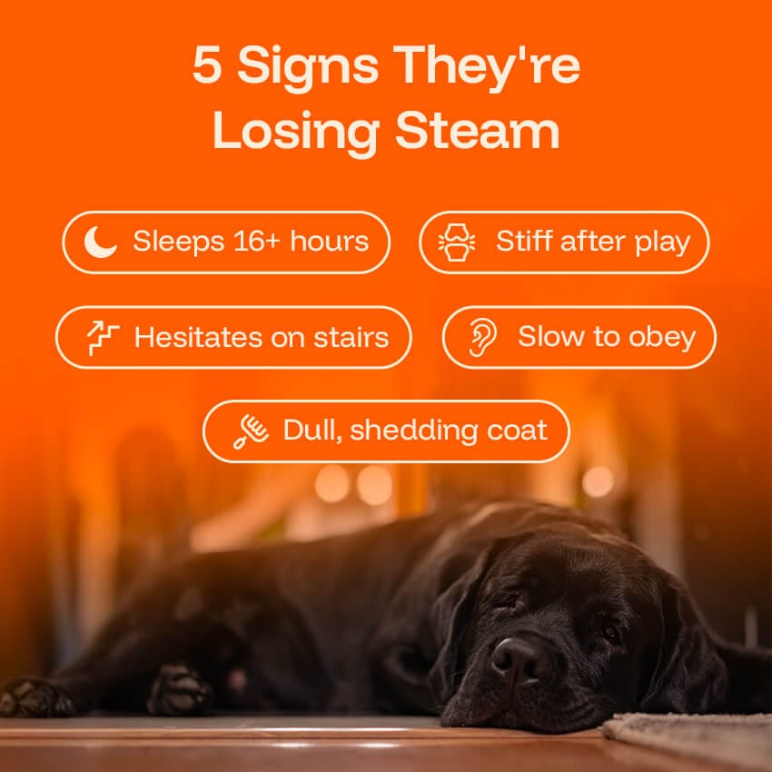 Liquid Dog Wellness Supplement product image 4