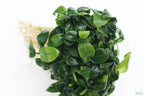 Live Anubias Nana Petite Aquarium Plant product image 58