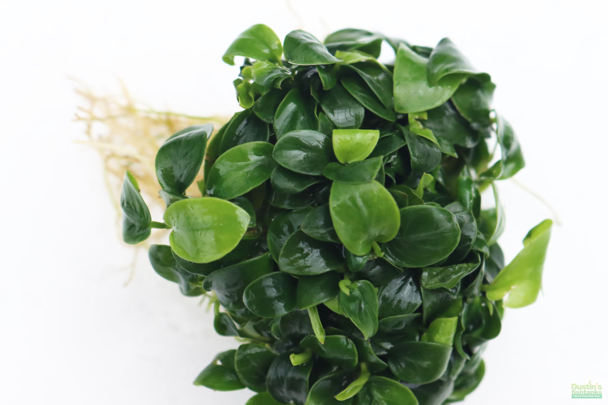 Live Anubias Nana Petite Aquarium Plant product image 58