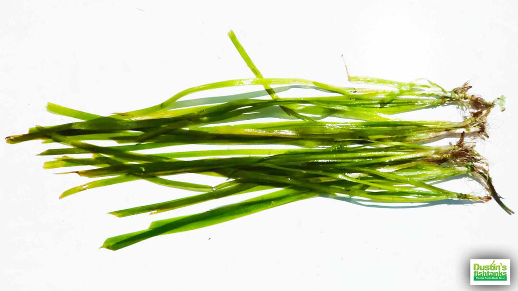 Live Jungle Vallisneria Aquarium Plant product image 6
