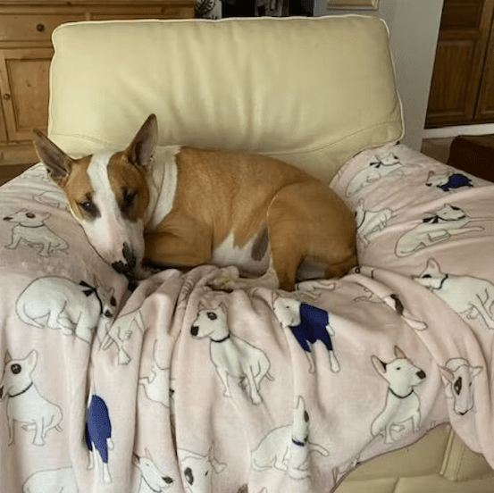Dog Fleece Blanket product image 4