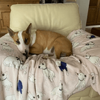 Dog Fleece Blanket product image 4