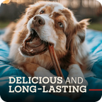 A happy dog chewing on a Redbarn Bully stick with the title, 'Delicious and long lasting.