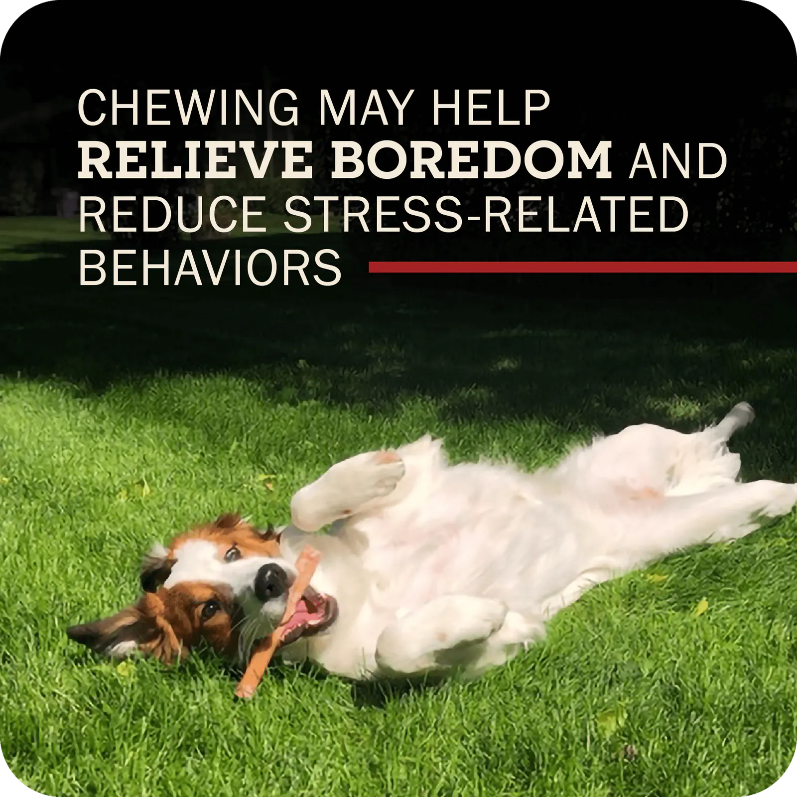 Image of a happy dog laying on their back with a Redbarn Bully stick in their mouth with the title that reads, 'Chewing may help relieve boredom and reduce stress-related behaviors.' 
