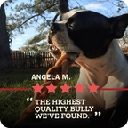 A dog with a look of satisfaction chewing on a Redbarn Bully Braids stick in a backyard. A five star review from Angela M., which reads, "Highest quality Bully we've found."