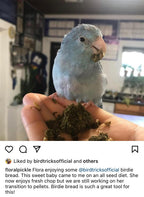 Parrot Birdie Bread Mix Bundle product image 12