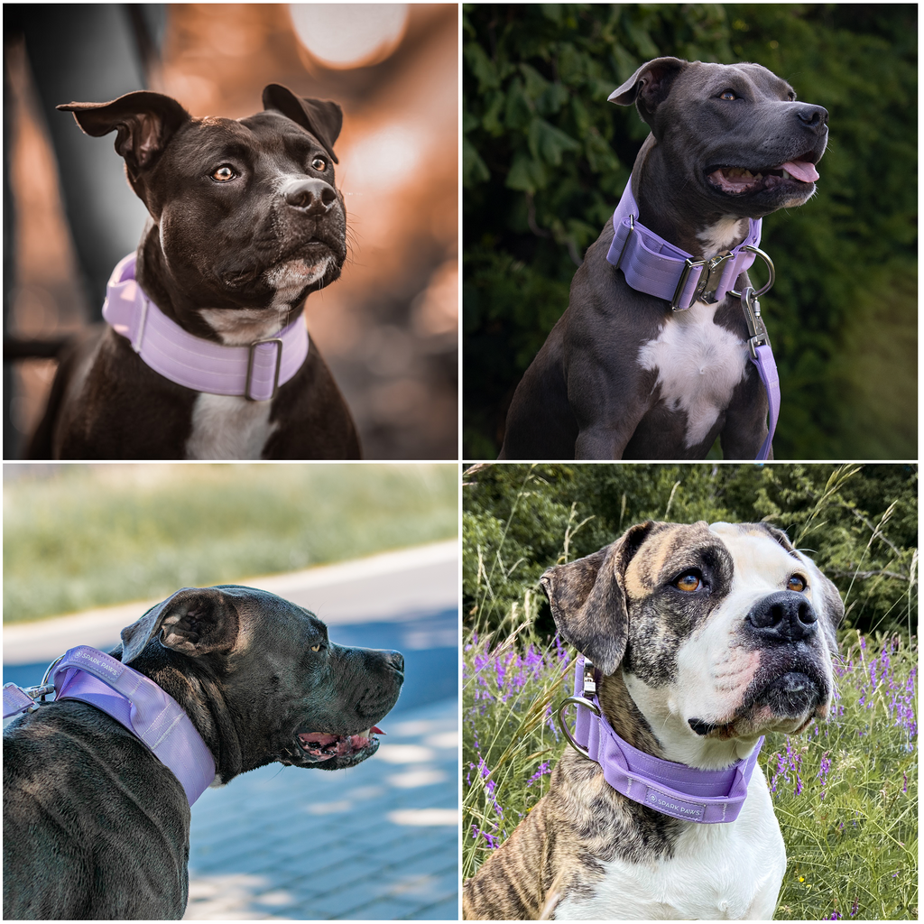 Control-Handle Dog Collar product image 6
