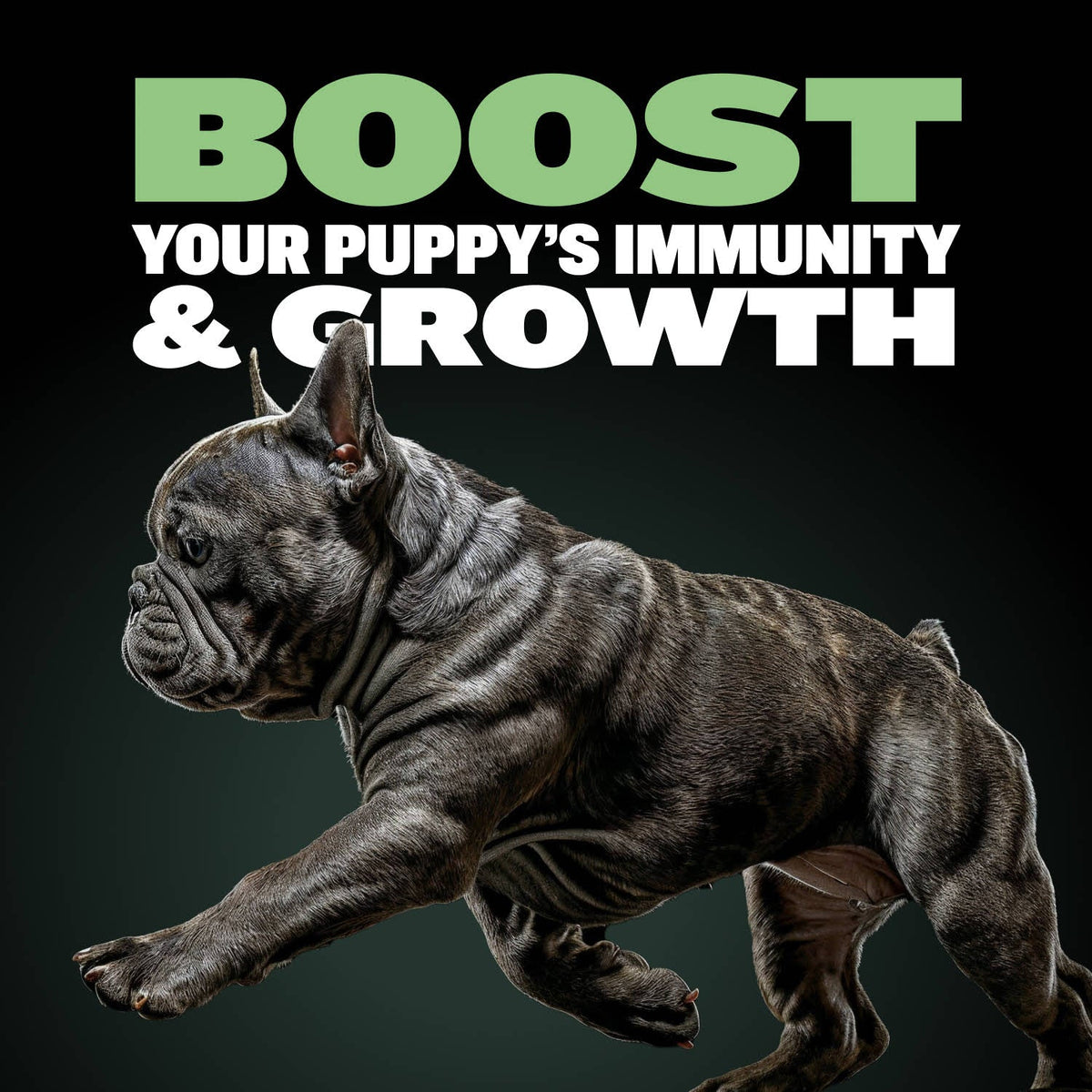 Puppy Nutrition Food Bundle product image 3