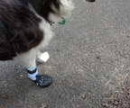 Breathable Rubber Dog Boots product image 27