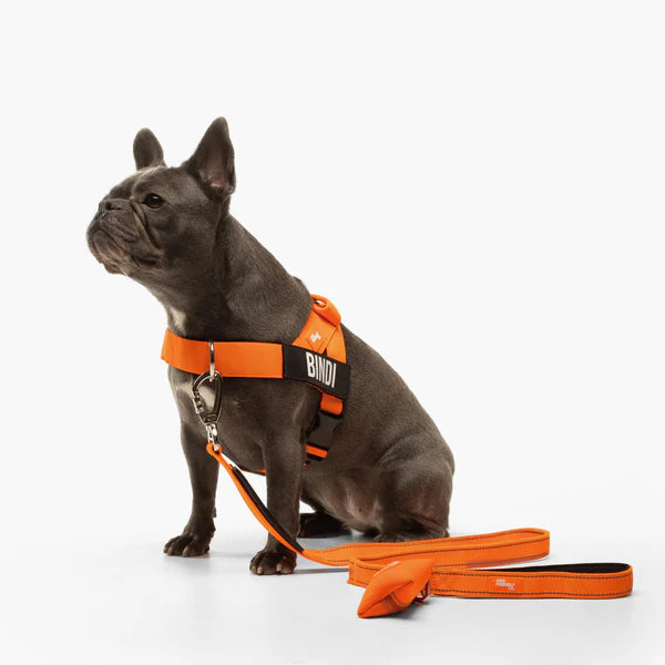 Adjustable Grab-Handle Dog Harness product image 37