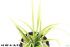 Live Dwarf Sagittaria Aquarium Plant product image 6