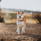 Martingale Collar product image 37
