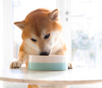 Herring and Mackerel Dog Food Topper product image 5