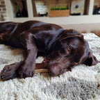 Moose Antler Dog Chew Assortment product image 4