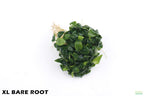 Live Anubias Nana Petite Aquarium Plant product image 3