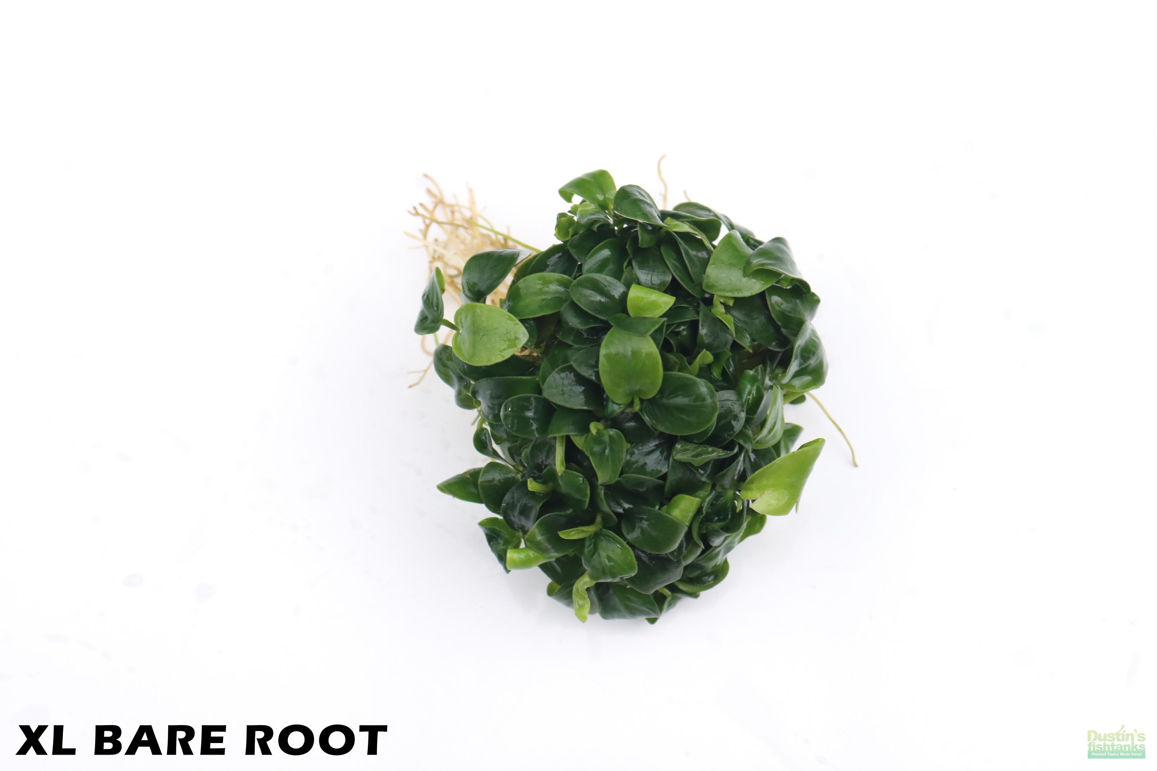 Live Anubias Nana Petite Aquarium Plant product image 3