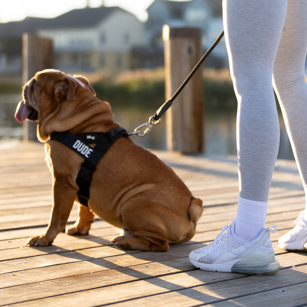 Adjustable Grab-Handle Dog Harness product image 5