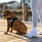 Adjustable Grab-Handle Dog Harness product image 5
