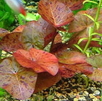 Live Tiger Lotus Aquarium Bulb product image 3
