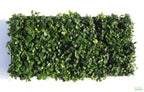 Live Anubias Nana Petite Aquarium Plant product image 23