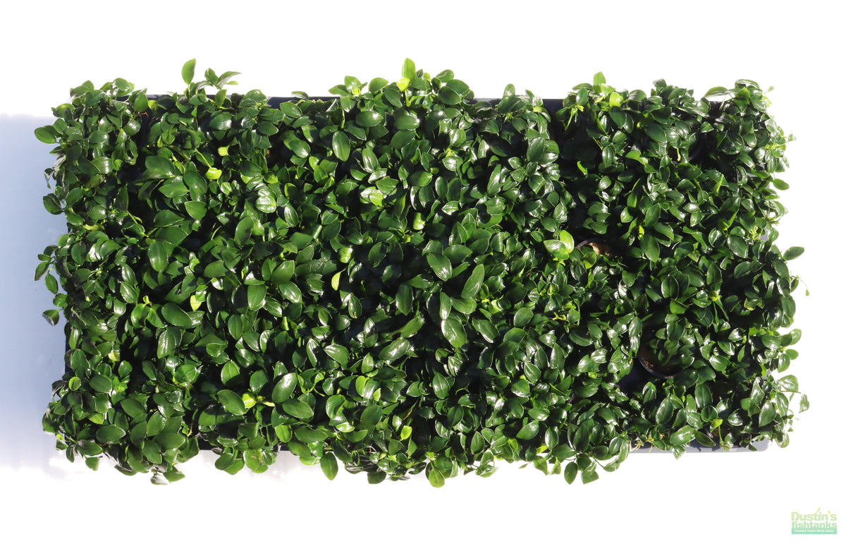 Live Anubias Nana Petite Aquarium Plant product image 23
