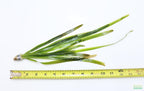 Live Jungle Vallisneria Aquarium Plant product image 4