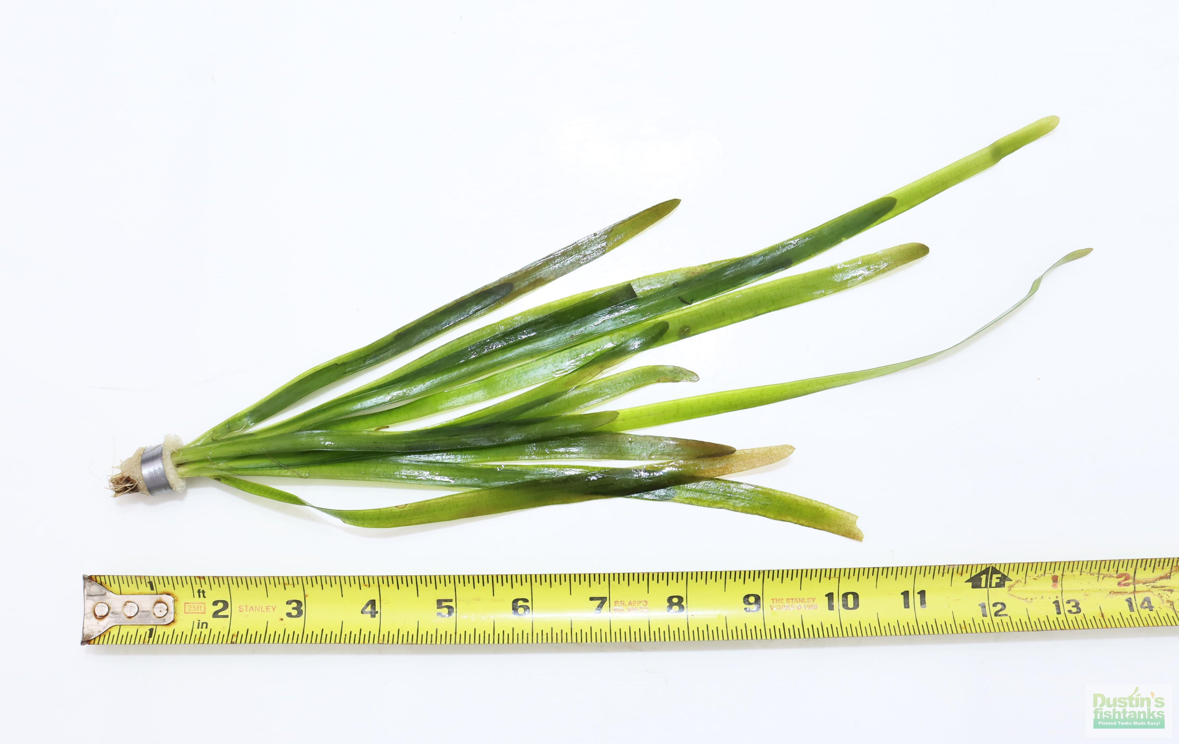 Live Jungle Vallisneria Aquarium Plant product image 4