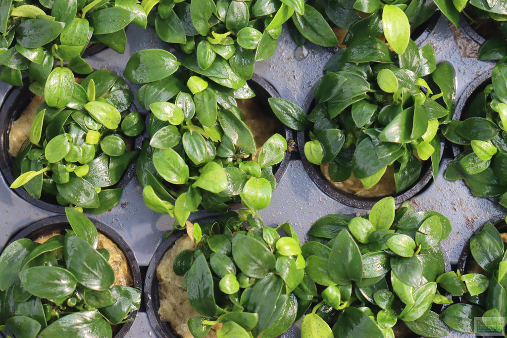 Live Anubias Nana Petite Aquarium Plant product image 40