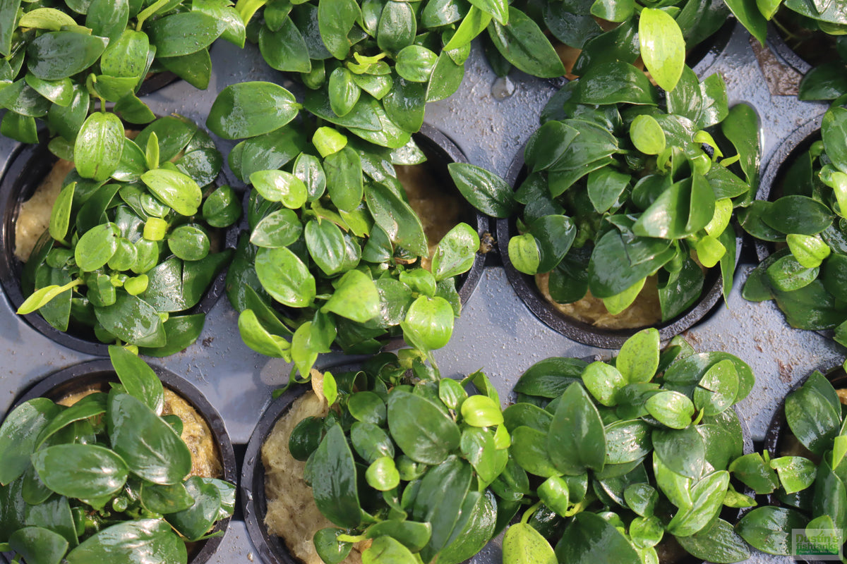 Live Anubias Nana Petite Aquarium Plant product image 40