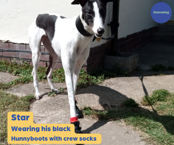 Greyhound and Whippet Dog Boots product image 40