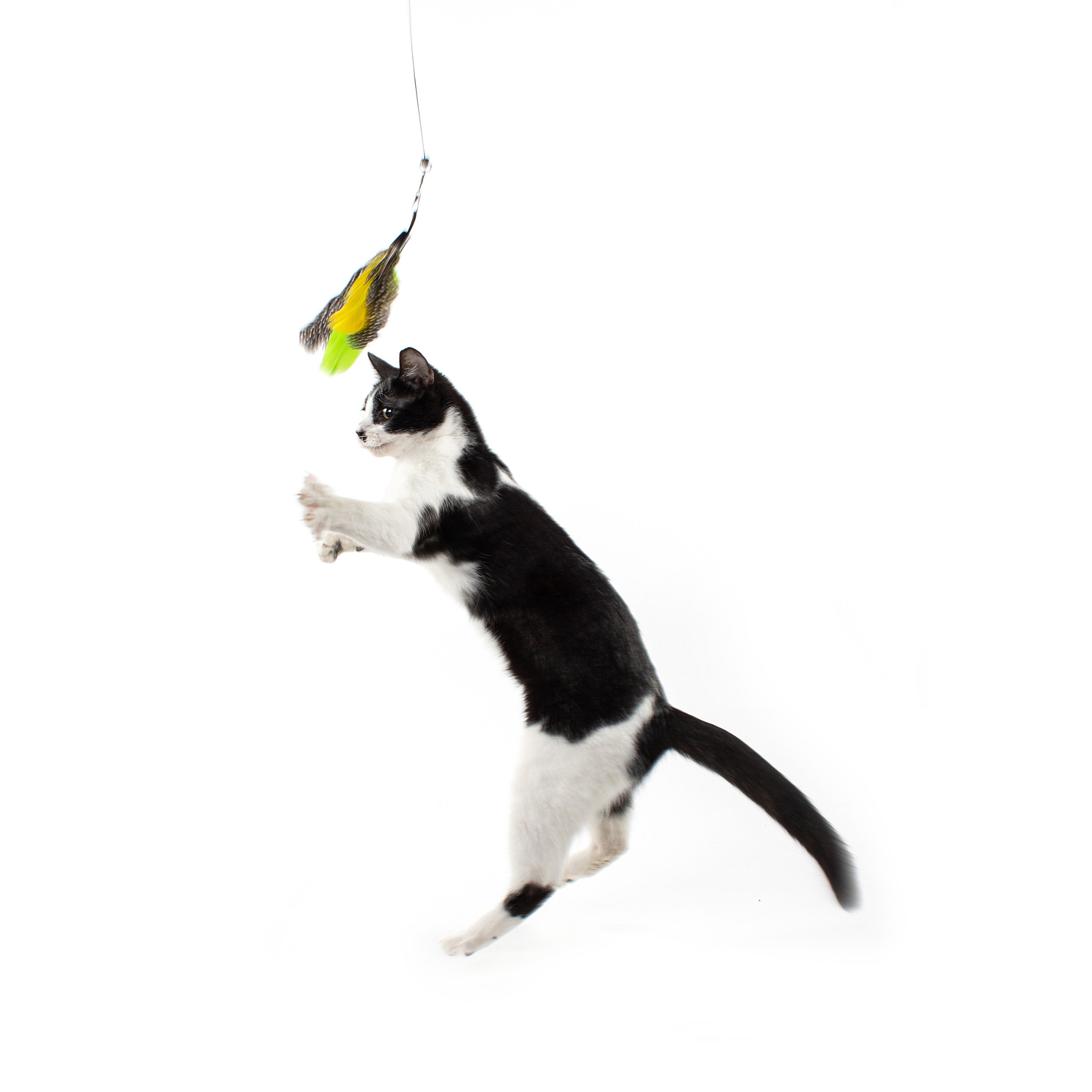 Telescoping Feather Cat Wand Toy product image 3