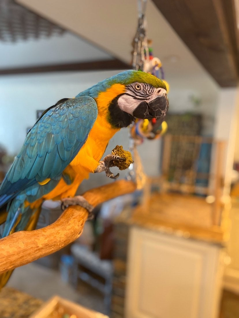 Parrot Birdie Bread Mix Bundle product image 37