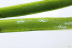 Live Jungle Vallisneria Aquarium Plant product image 3