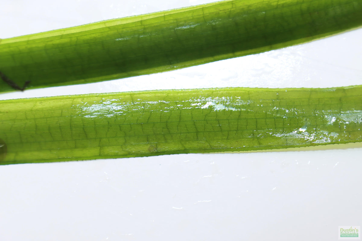Live Jungle Vallisneria Aquarium Plant product image 3