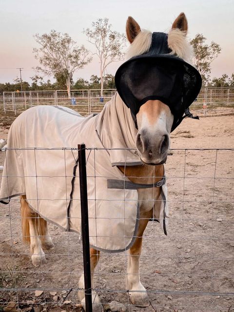 Wraparound Horse Fly Mask product image 12