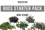 Live Bucephalandra Starter Pack product image 2