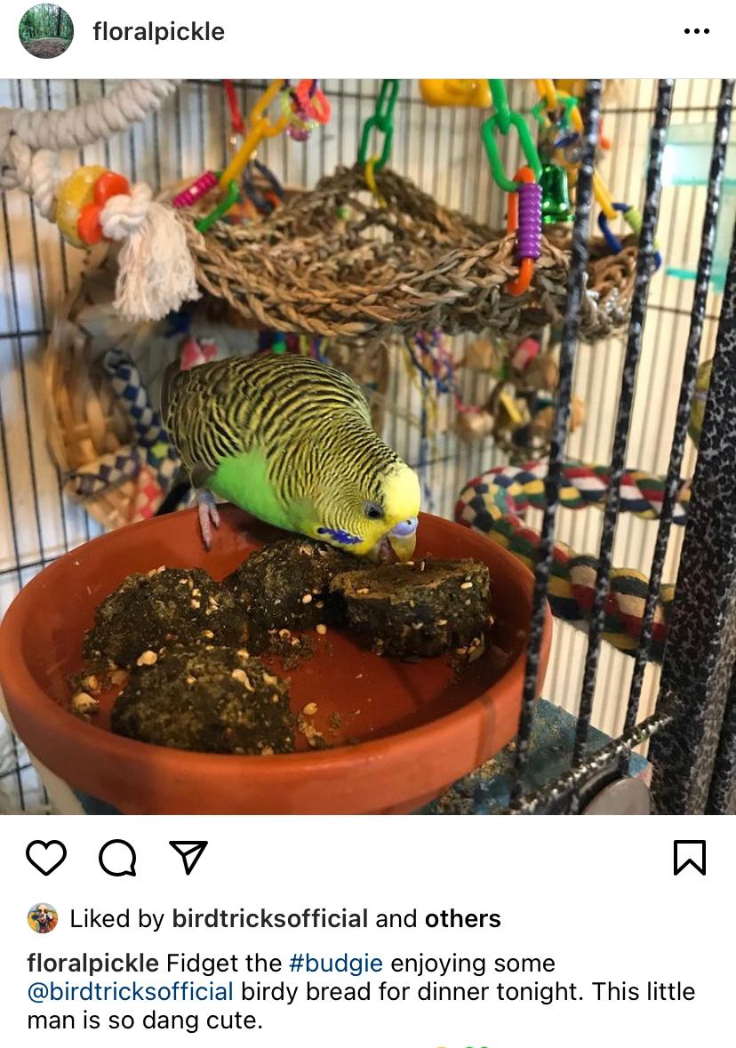 Parrot Birdie Bread Mix Bundle product image 16