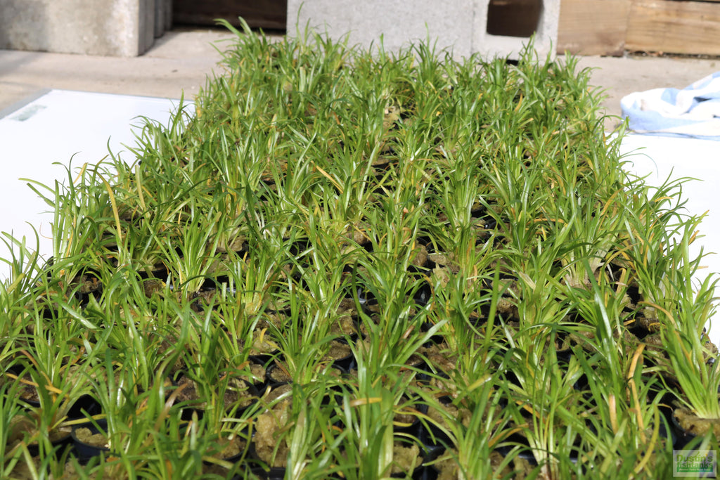 Live Dwarf Sagittaria Aquarium Plant product image 12