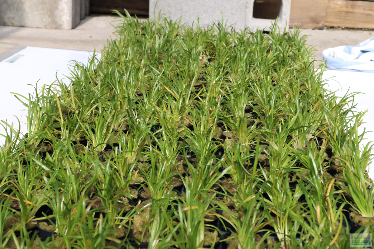 Live Dwarf Sagittaria Aquarium Plant product image 12