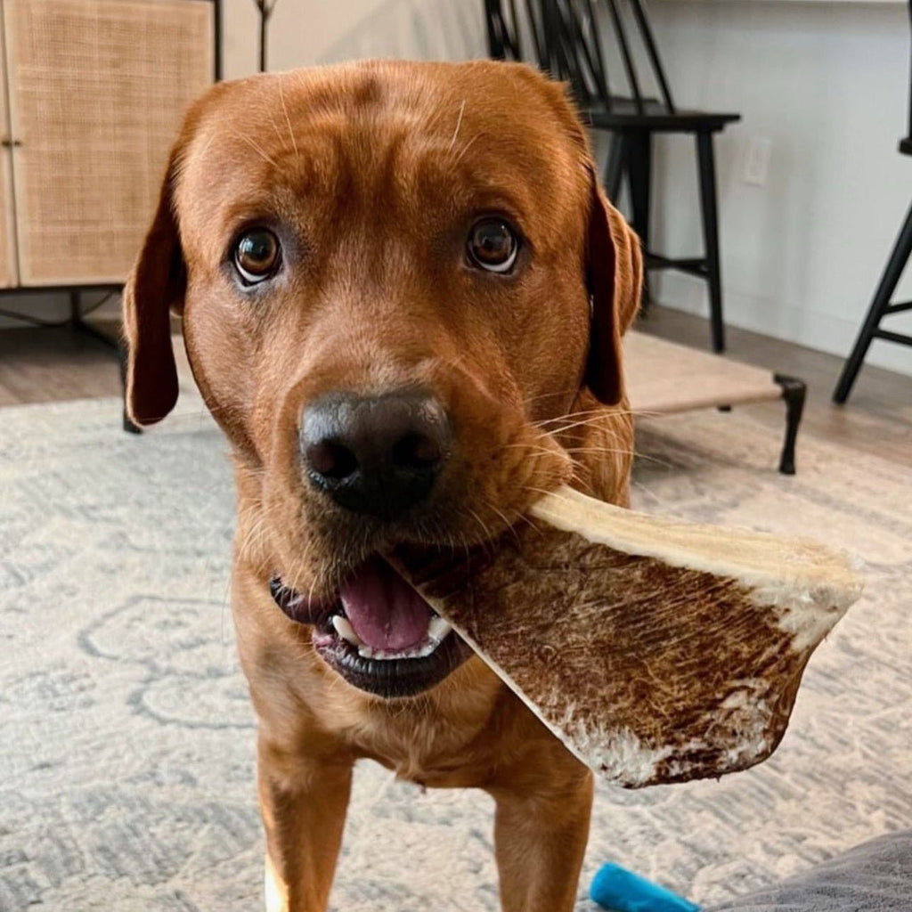 Moose Antler Dog Chew Assortment product image 8