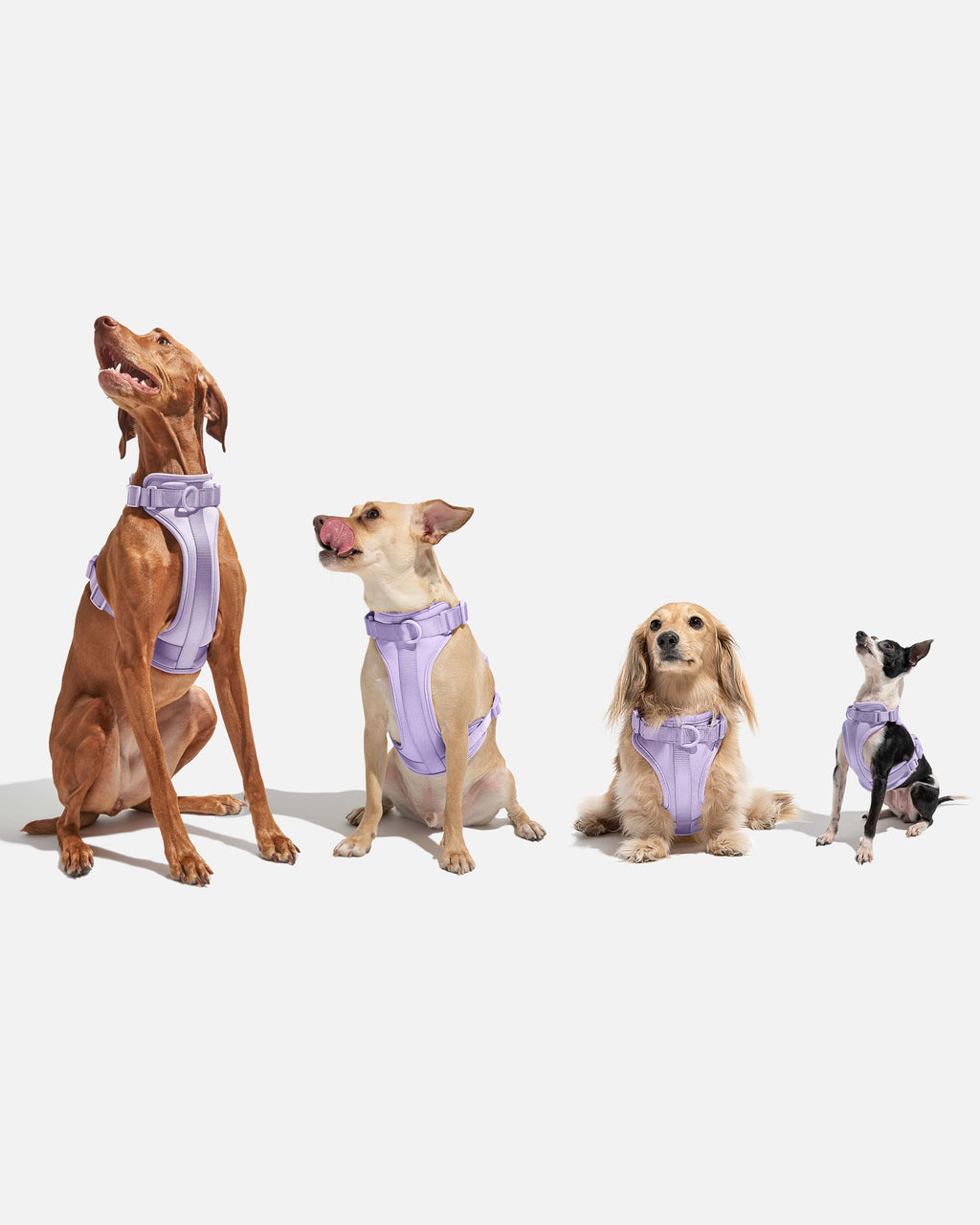 Cushioned No-Pull Dog Harness product image 52