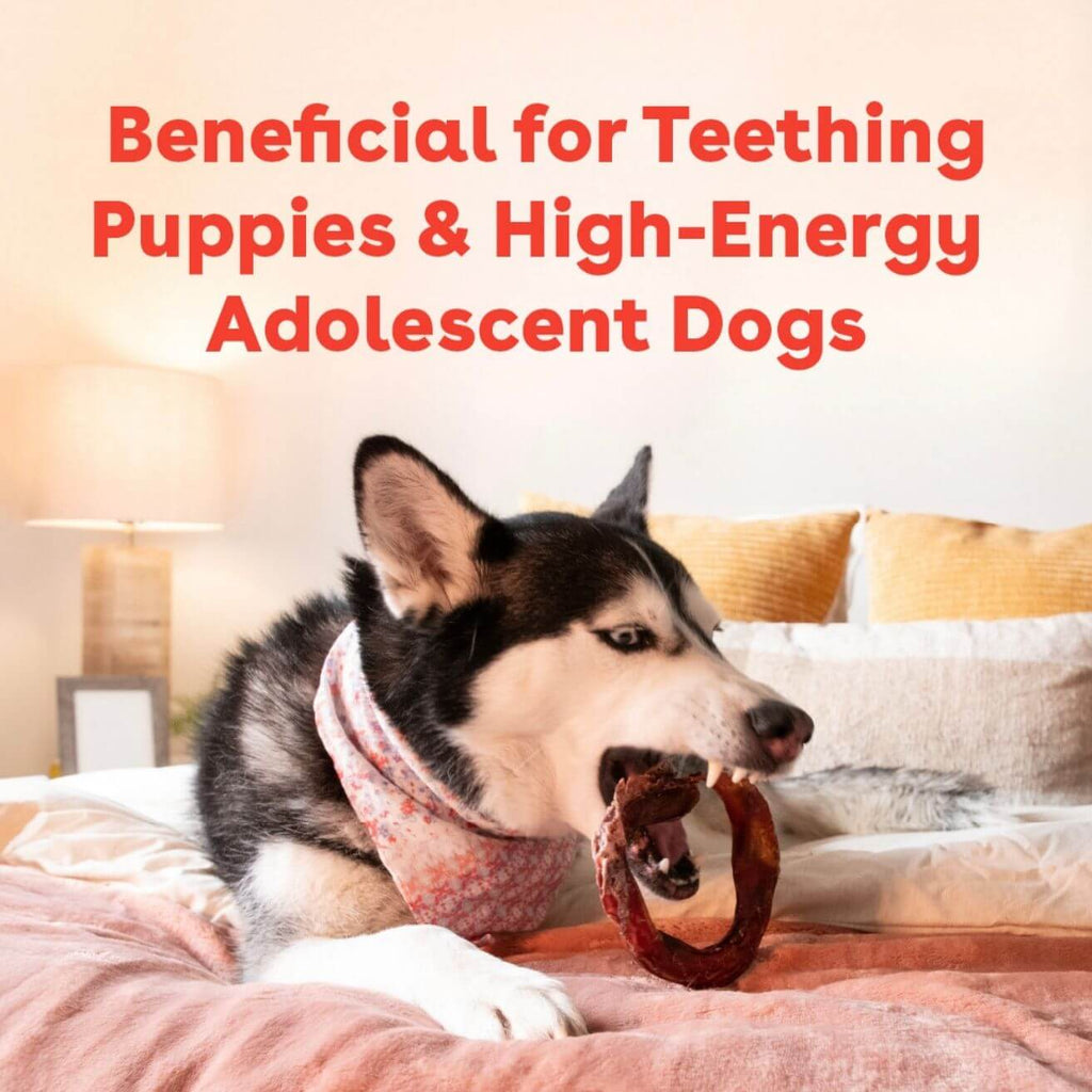 Natural Beef Bully Ring Dog Chews product image 7