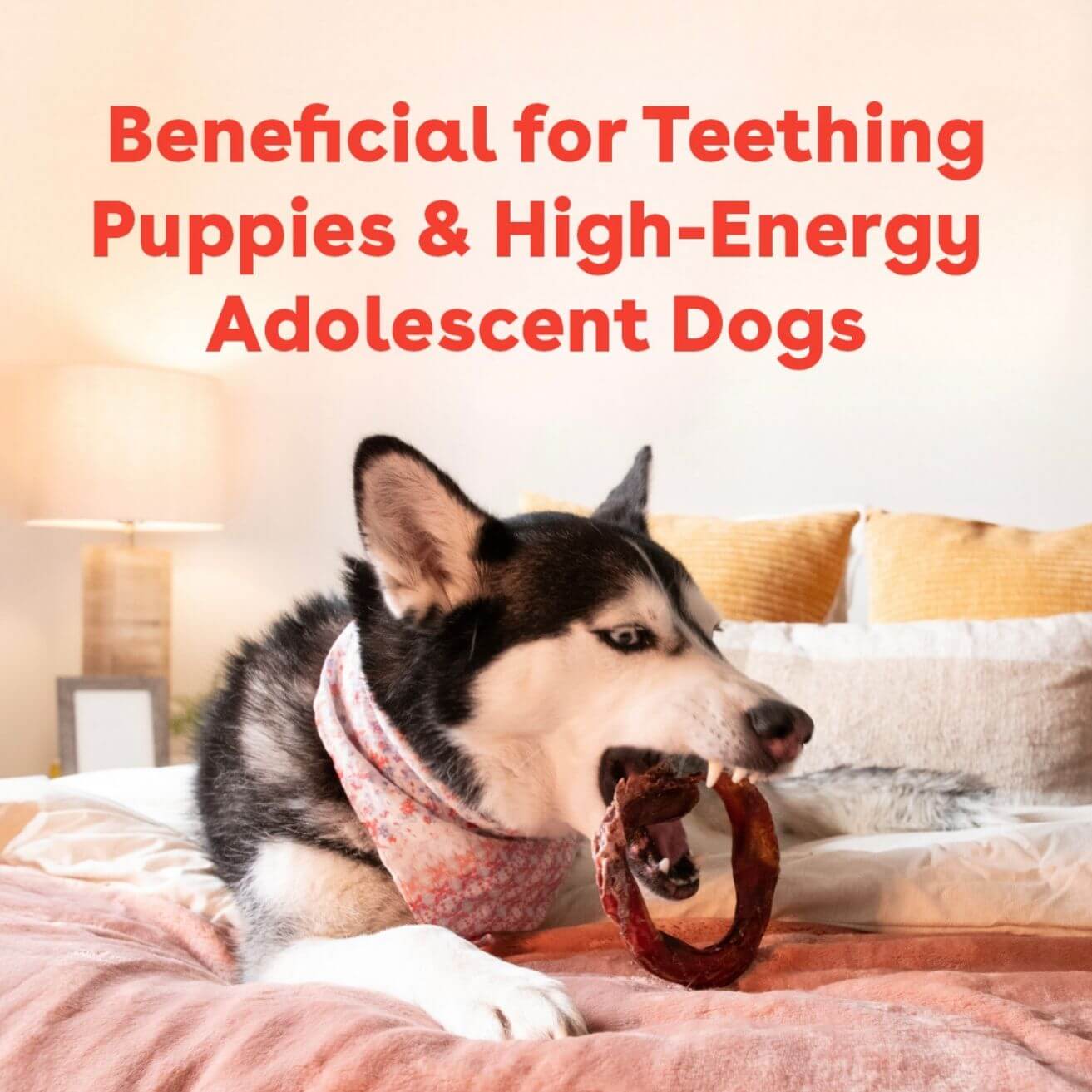 Natural Beef Bully Ring Dog Chews product image 7
