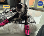Greyhound and Whippet Dog Boots product image 31