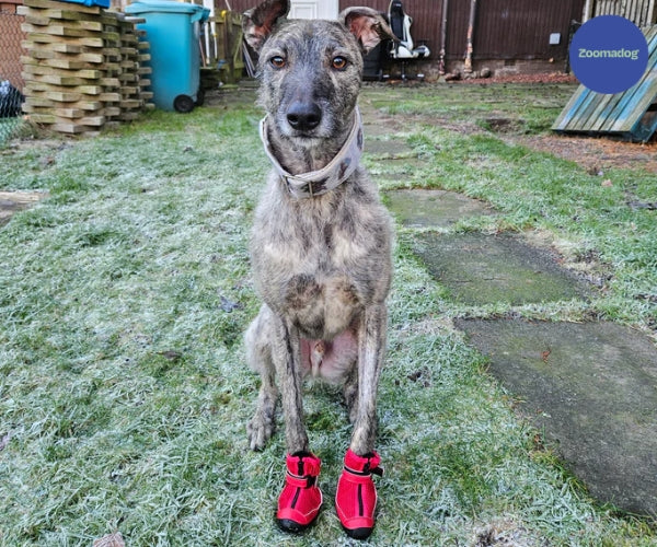 Greyhound and Whippet Dog Boots product image 29